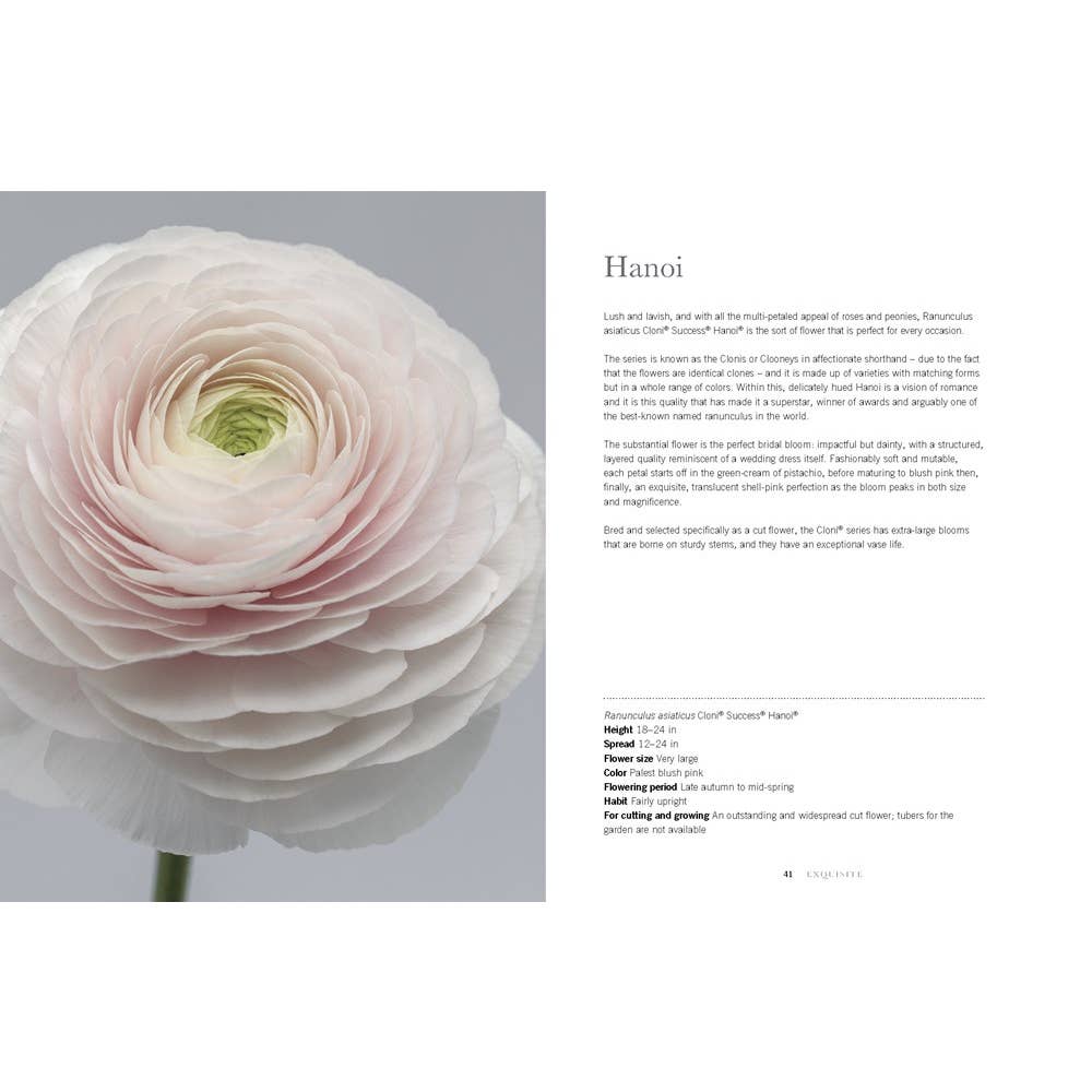 Book in Pink by Jeid Studio