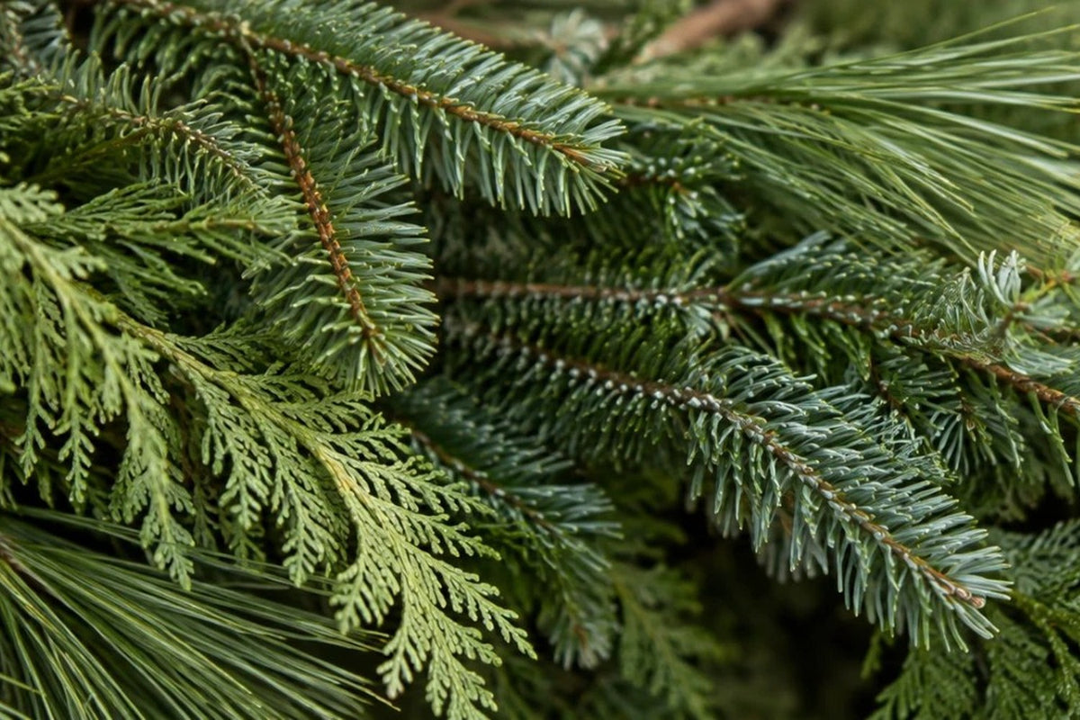 Fresh holiday greenery up close: cedar, fir and pine.